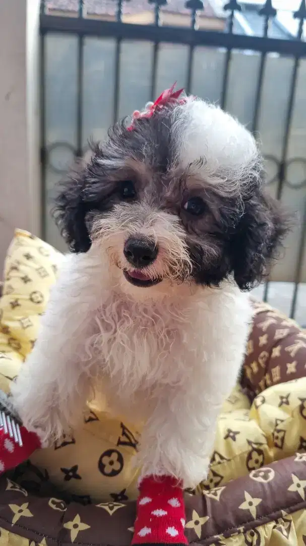 Anak anjing pudel jual cpt, mau ke LN