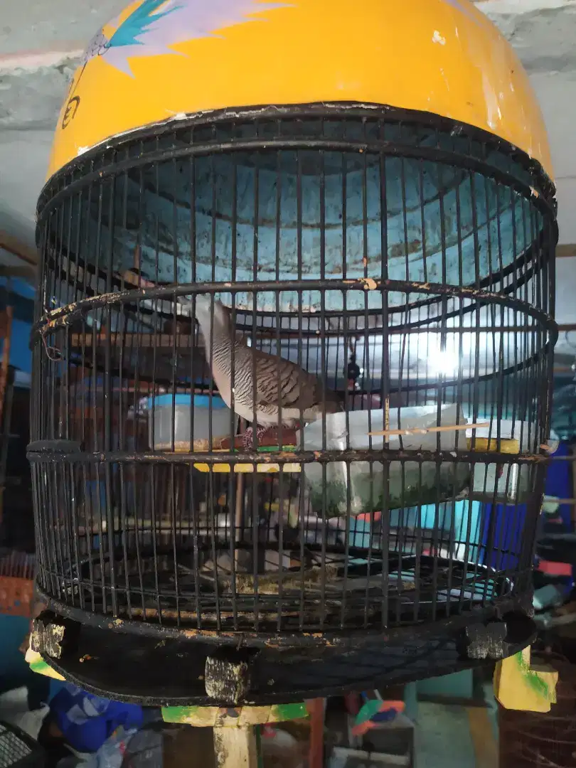 Burung perkutut Bangkok manggung 200 rebu