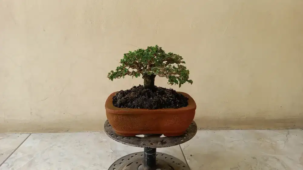 Bonsai sancang mame keren