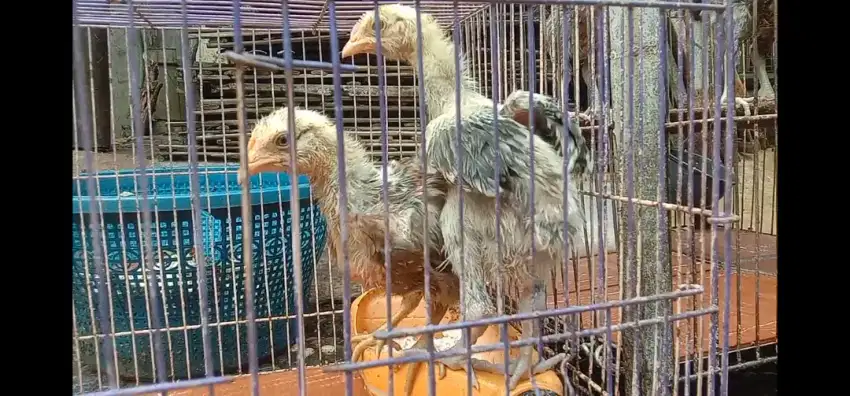 Sepasang Anak Ayam Pelung