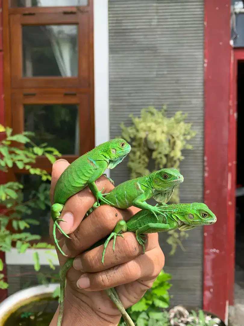 baby green iguana