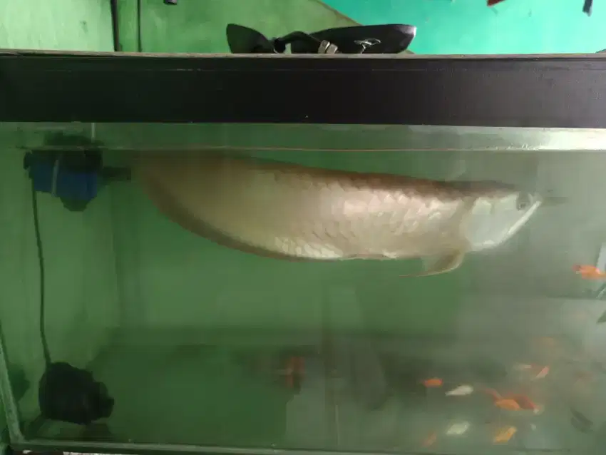 Dijual butuh ikan arwana silver panjang 50cm