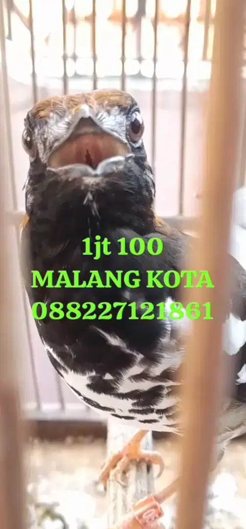 ANIS KEMBANG JOZZ+ VIDEO