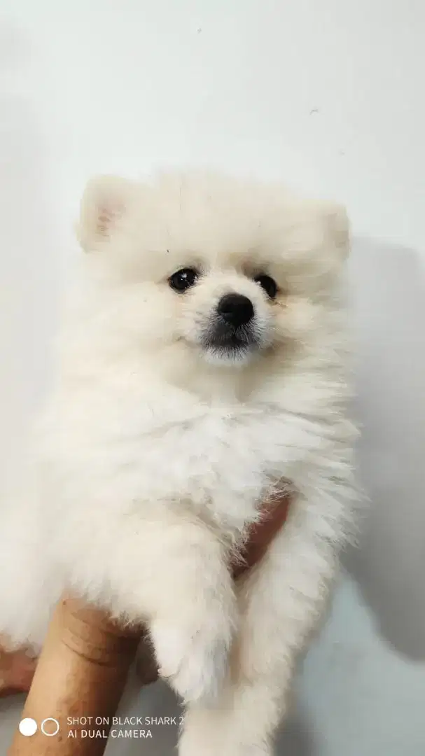 Open adopt mini pom