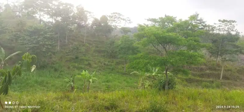 Tanah Kebun View Bagus Di Nongkojajar Tutur Purwodadi