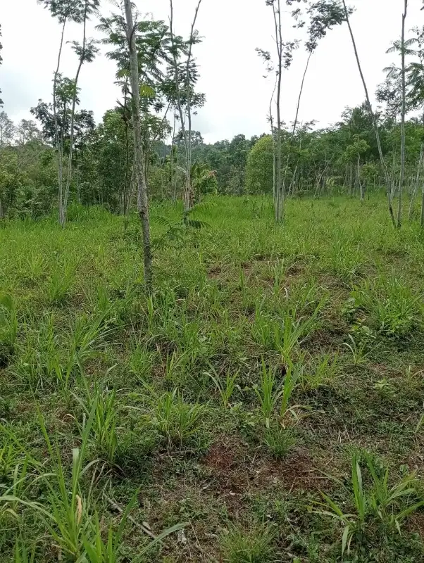 Tanah Murah Cocok Untuk Rumah Kebun Villa Di Tutur Nongkojajar