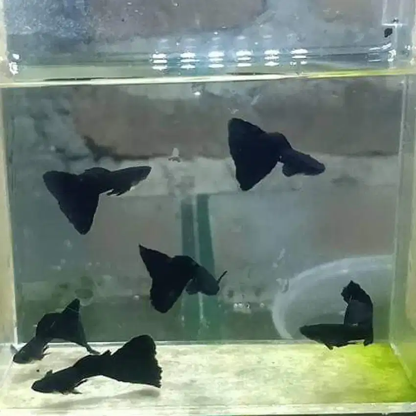 Ikan Guppy hias Black moscow 3 ekor