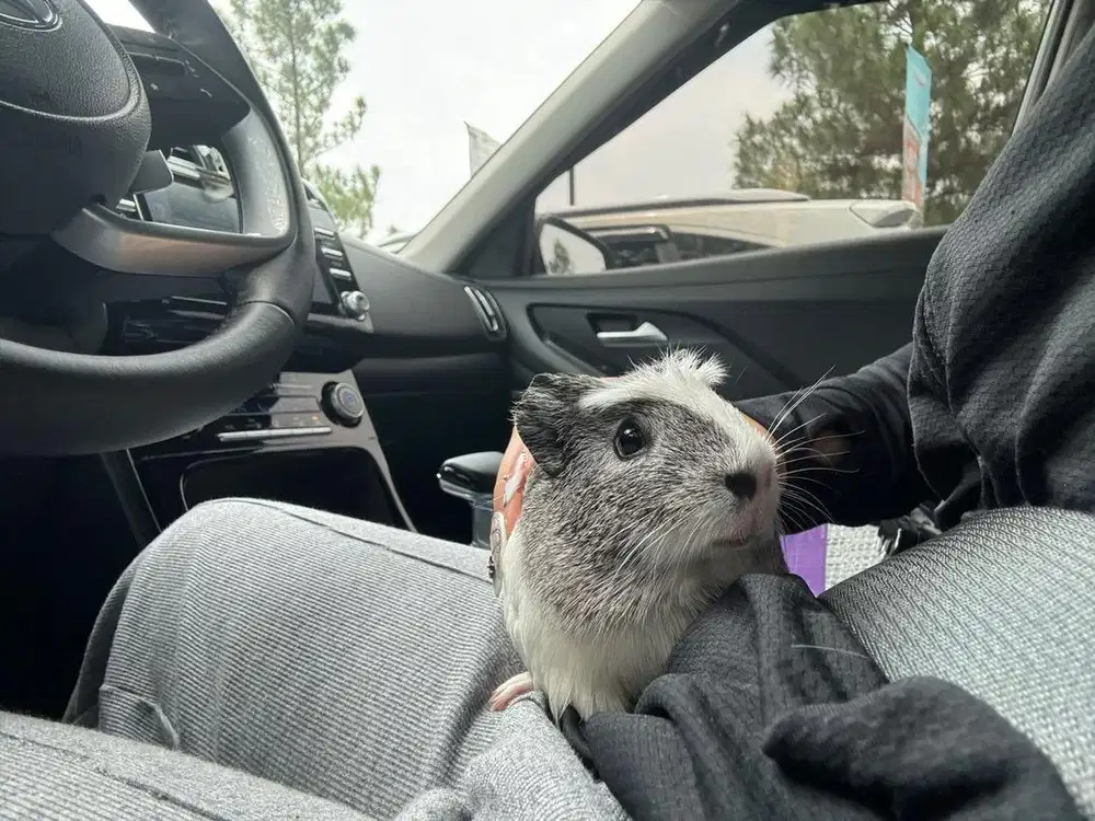 Dicari yang sayang hewan guinea pig