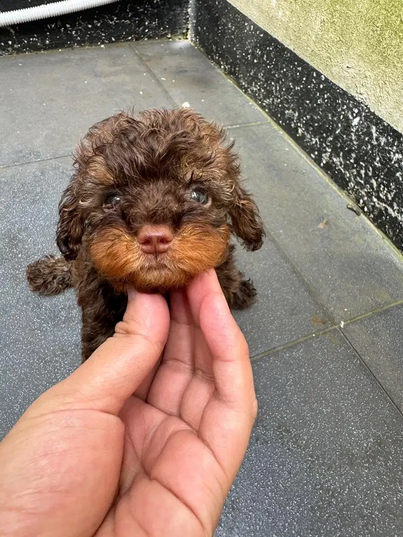 Poodle Toy Puppy Phantom, Choco Tan, Brindle Stambum Microchip Vaksin