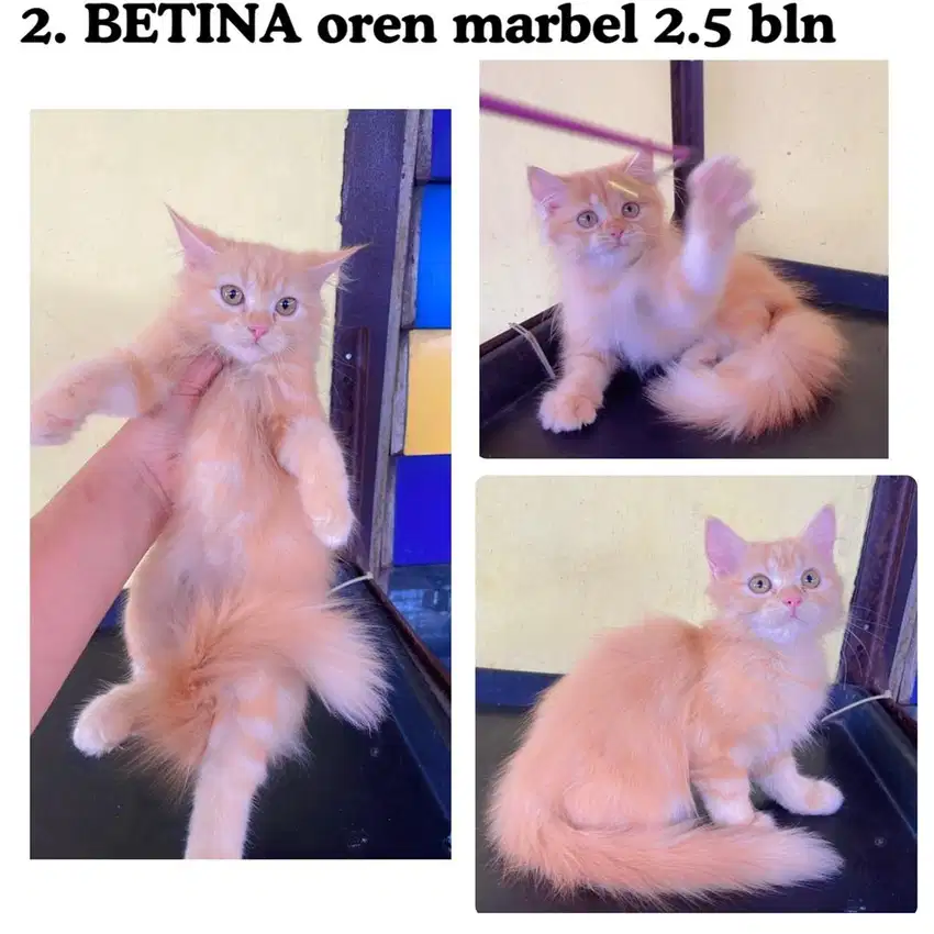 Kucing persia betina oren