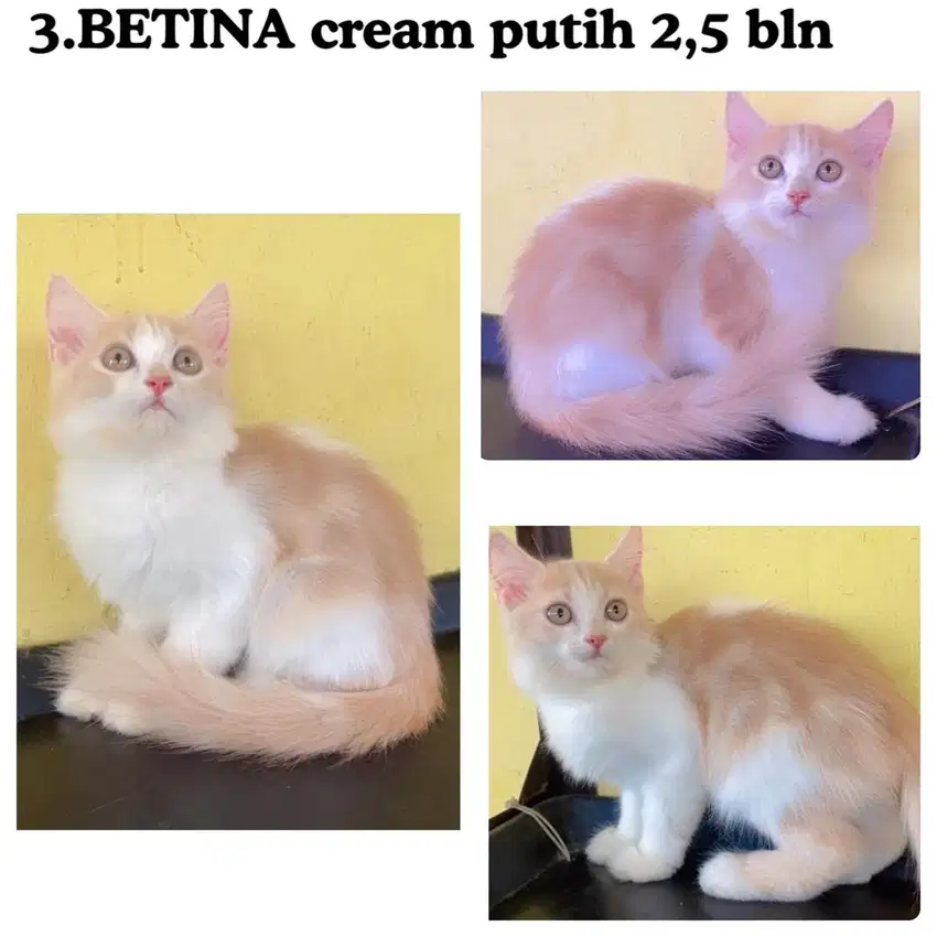 Kucing persia kitten betina