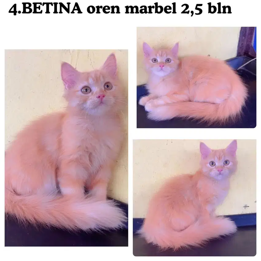 Kucing persia kitten betina