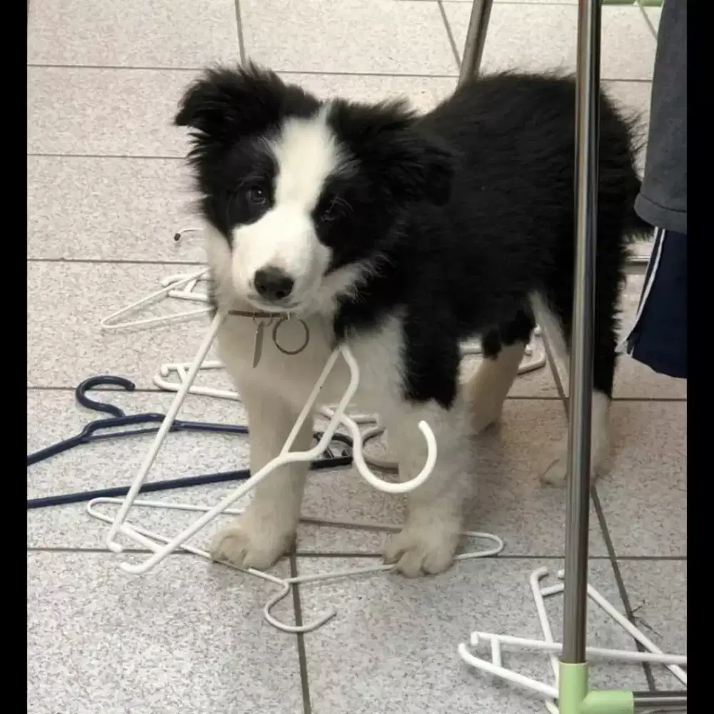 DIJUAL ANAK ANJING BORDER COLLIE