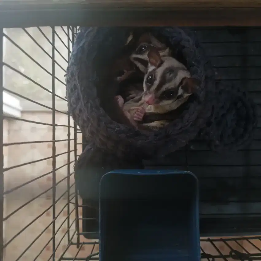 Sugar glider sepasang