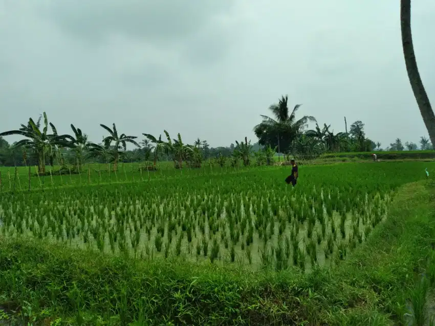 Di jual cepat sawah produktif