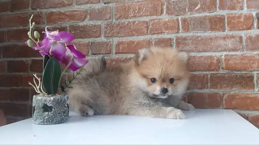 Mini Pomranian lucu