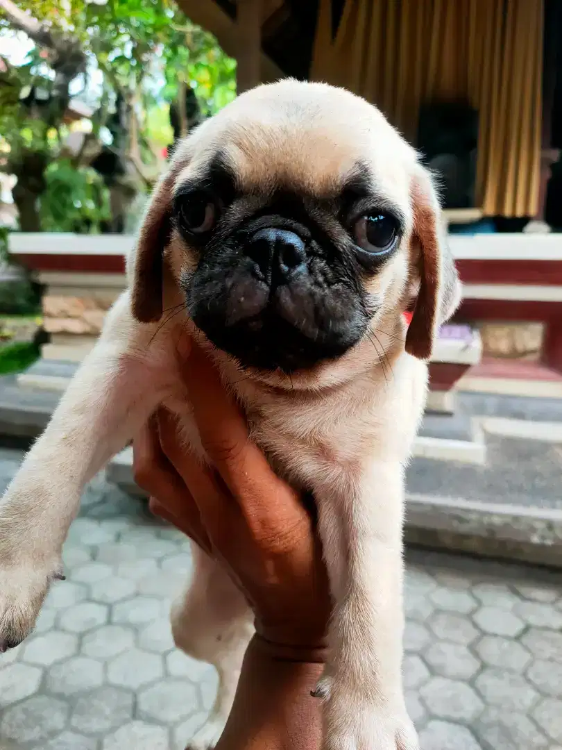 Anakan pug jantan