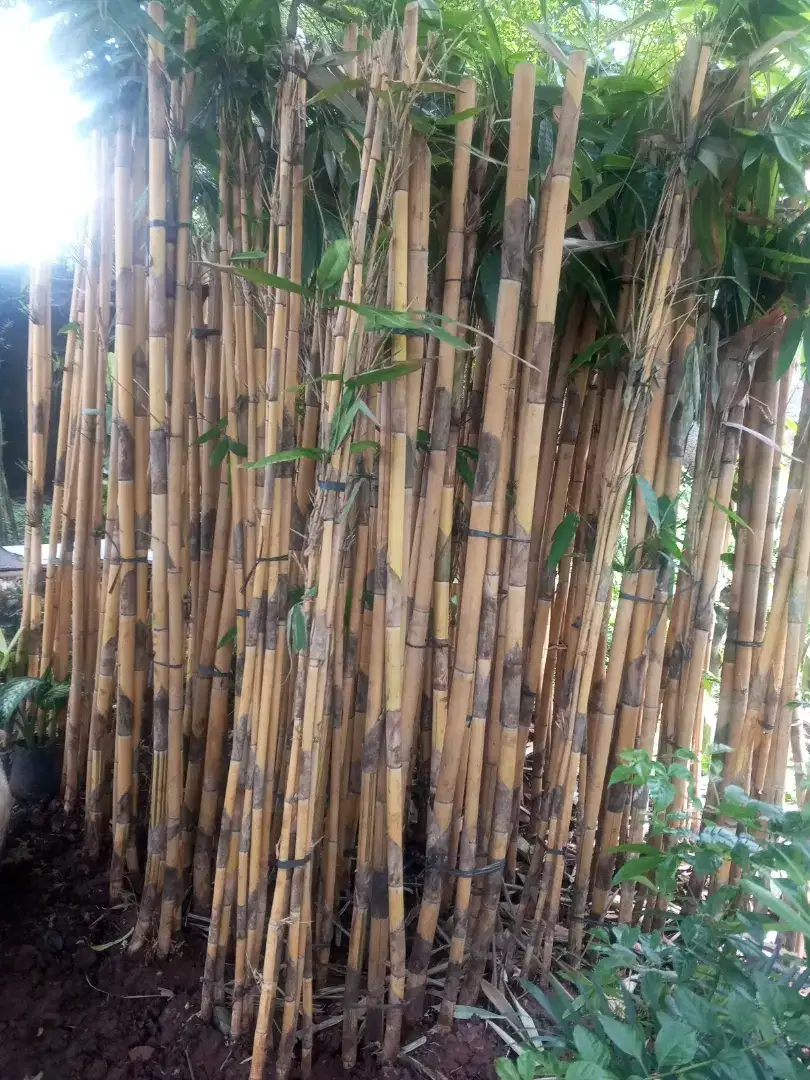 Tanaman hias pohon bambu kuning panda