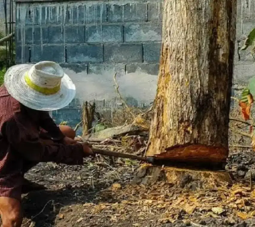 Jasa tebang pohon dan rumput liar