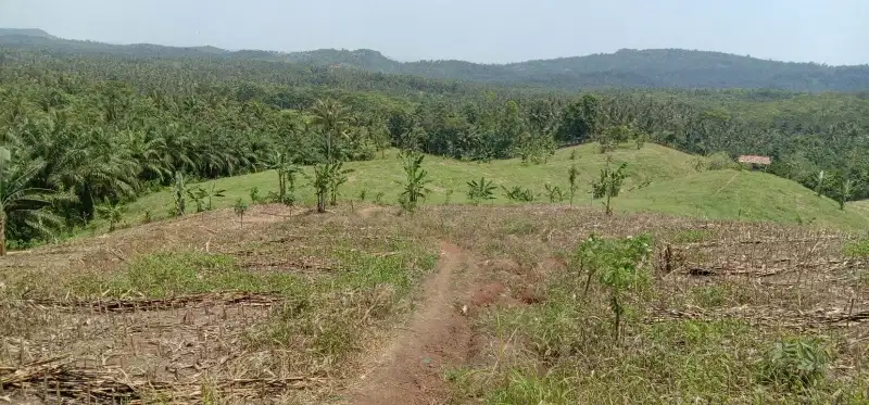 tanah 4,5 hektar di sidomulyo lampung selatan