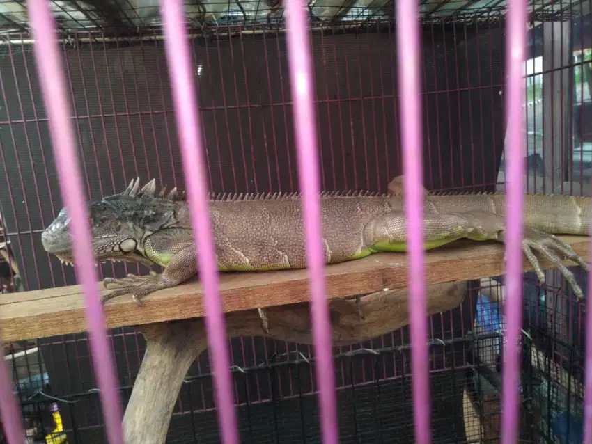 D jual 2 iguana borongan green & super red