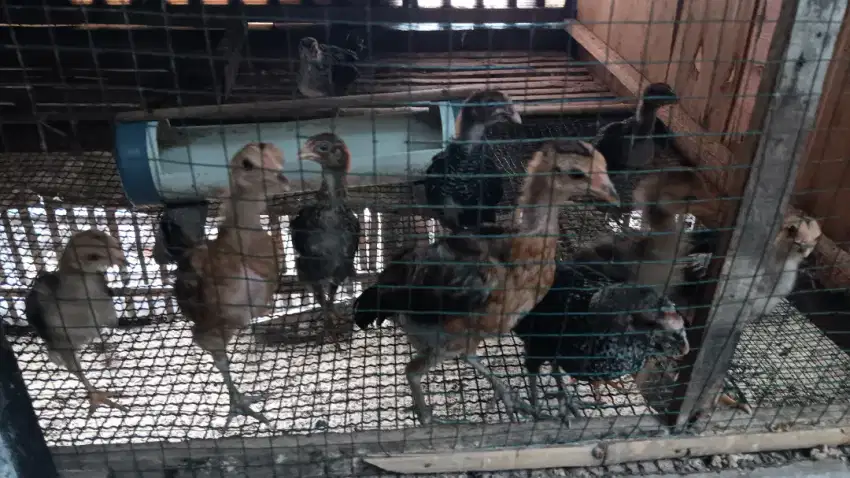 Anakan ayam kampung petelor campuran