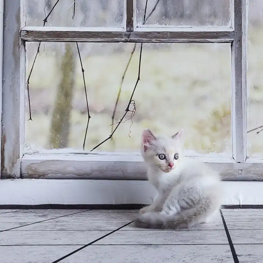 Ragdoll Kitten Bicolor Simetris Jantan