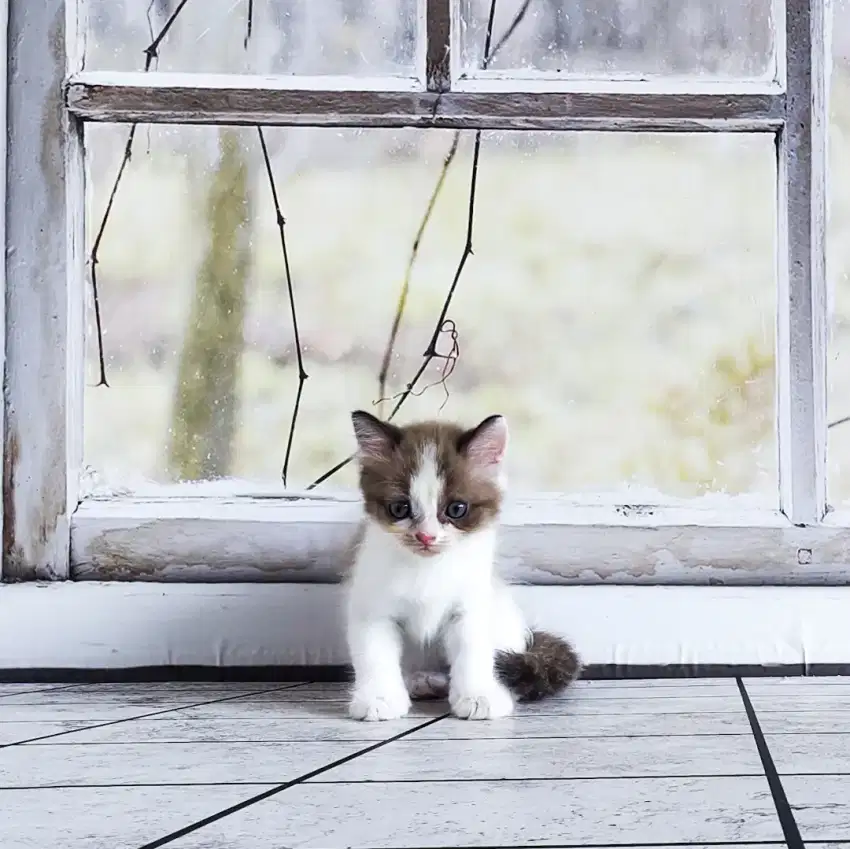 Ragdoll Kitten Betina Bicolor Simetris Cinnamons