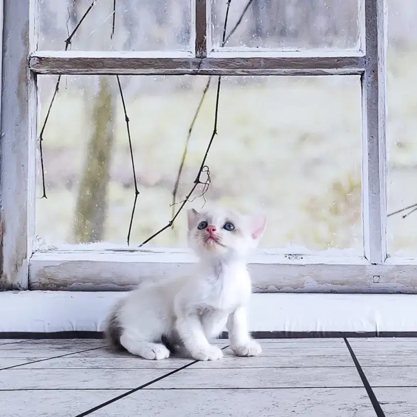 Ragdoll Bicolor Simetris Jantan Kitten