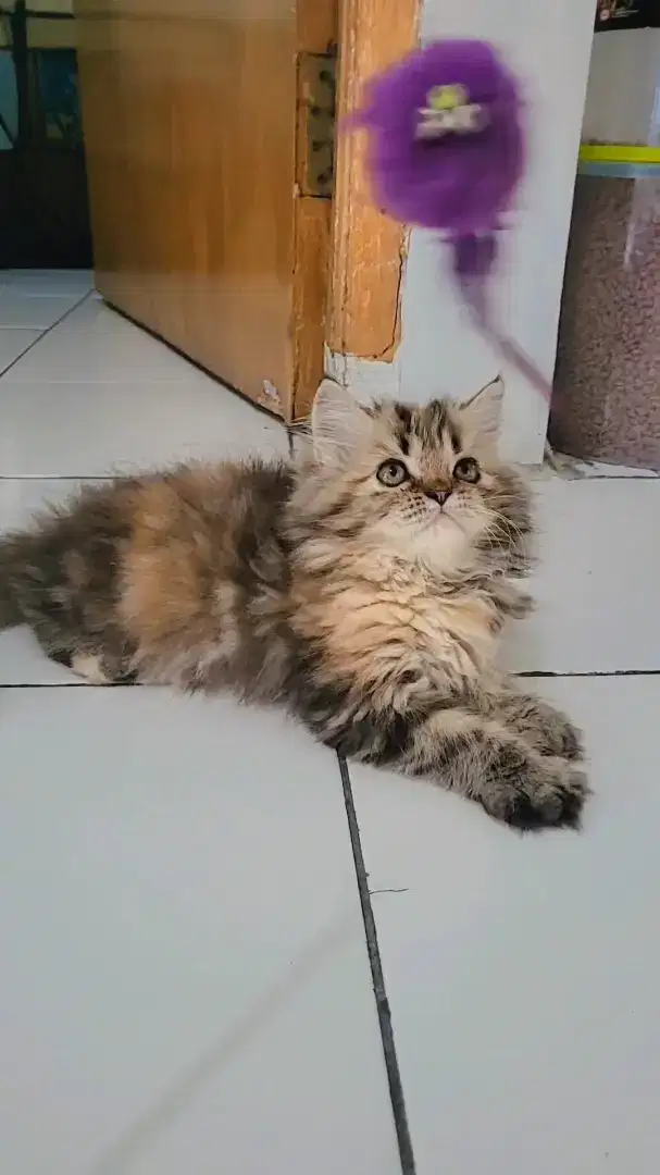 KITTEN PERSIA LONGHAIR BETINA