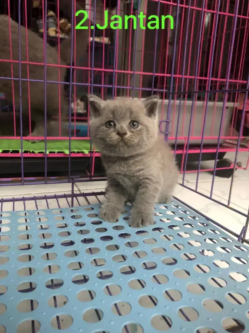 Kitten british shorthair pure nonped