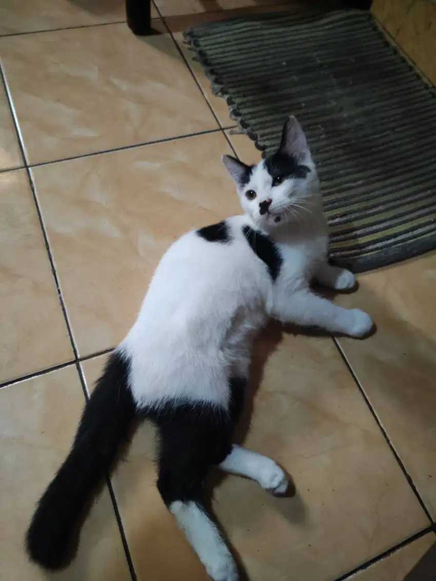 Kucing Persia Medium Jantan Sapi