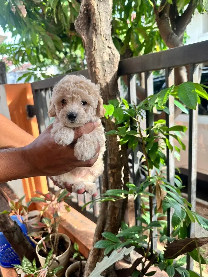 Jual anak anjing poodle