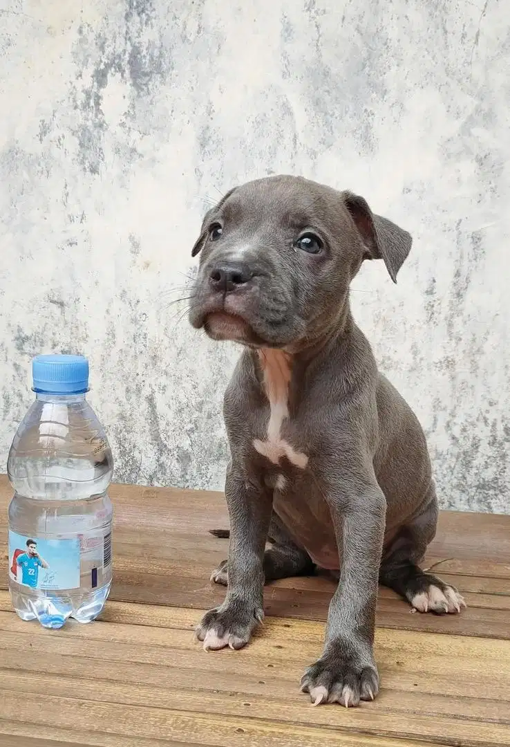 Pitbull female blue nose puppy