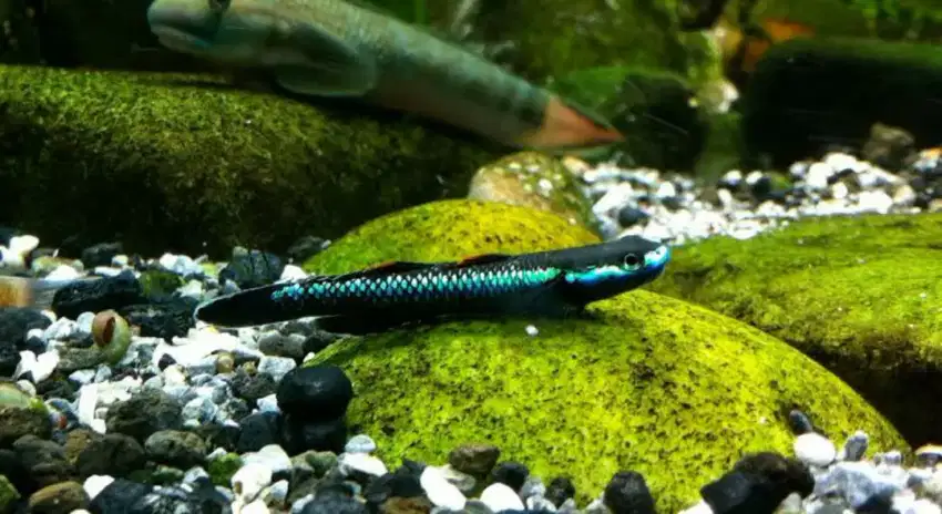 Ikan Goby stiphodon Aquascape