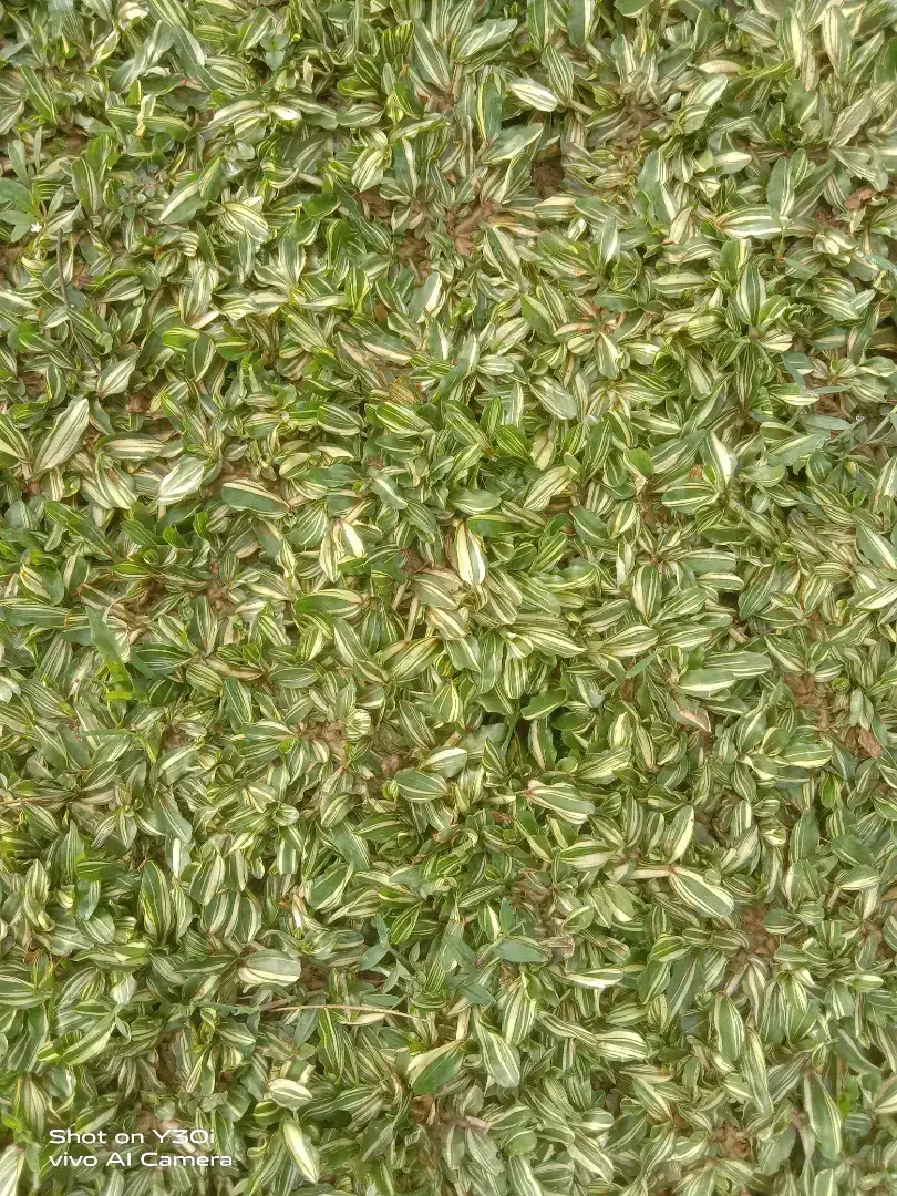 rumput gajah valigata dan rumput gajah mini