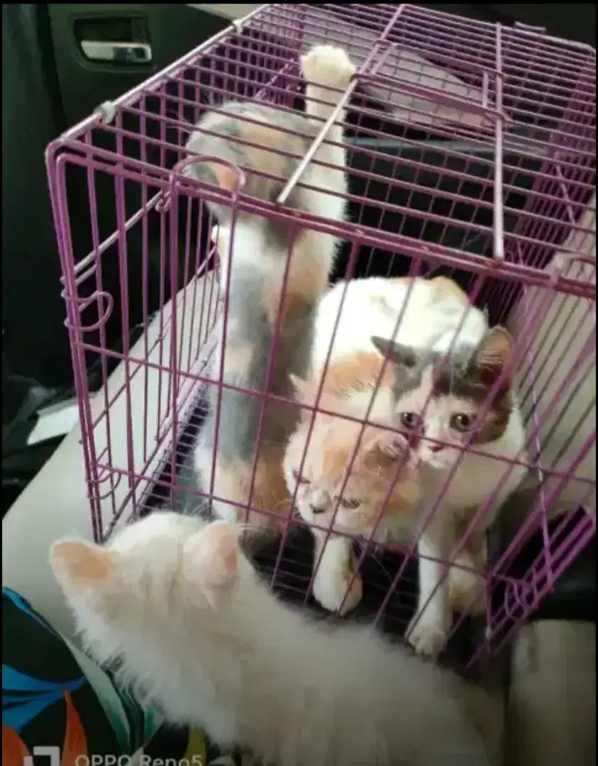 Kandang Kucing Besar dan Kecil