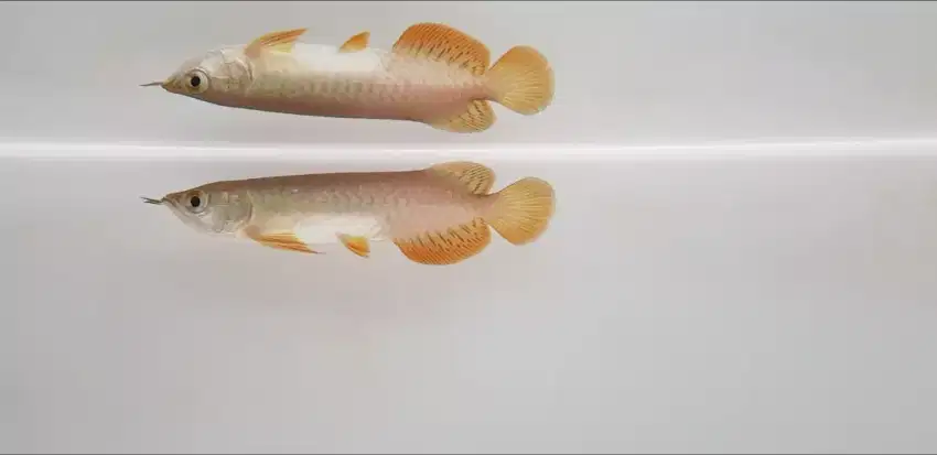 Arowana Golden Red RTG Arwana