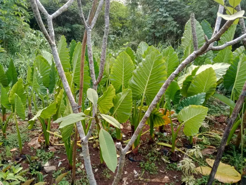 Tanaman hias pohon sente hijau