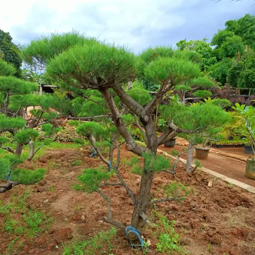 Pohon bonsai cemara udang