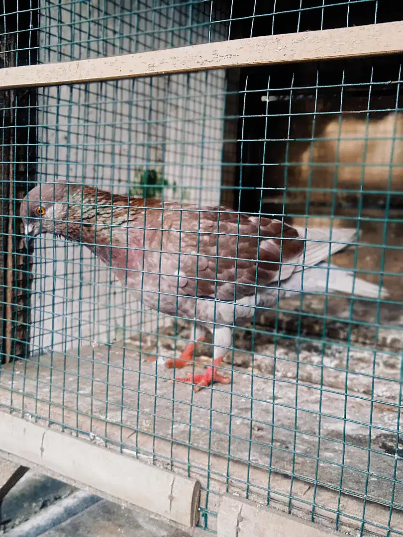 Burung dara bandangan (merpati kolongan)