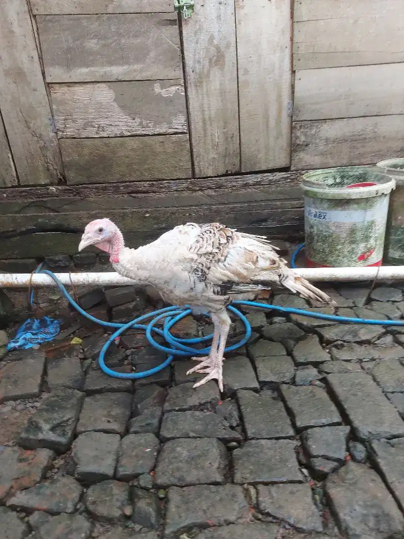 Jual ayam kalkun jantan