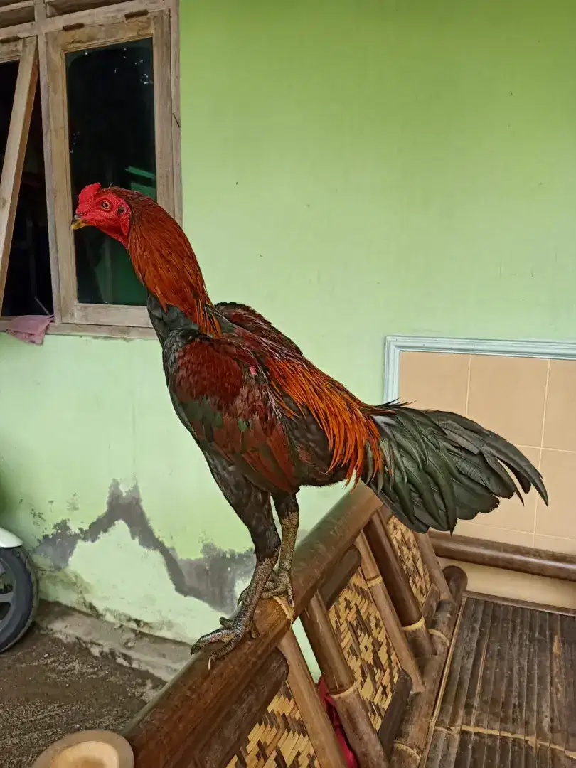 Ayam bangkok jogjakarta