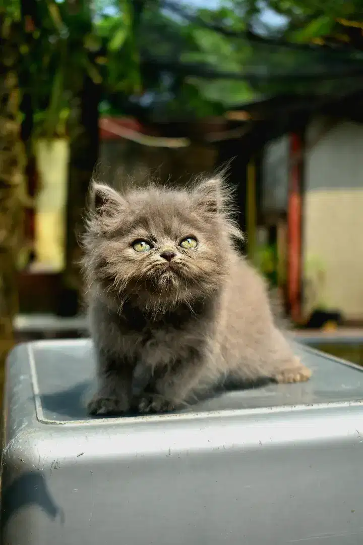 Kucing persia flatnose