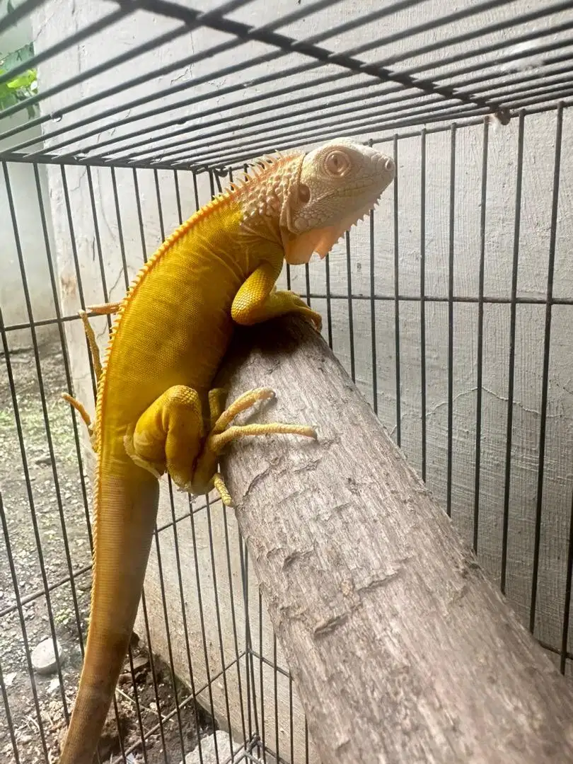 Iguana Albino Possible Het Blue