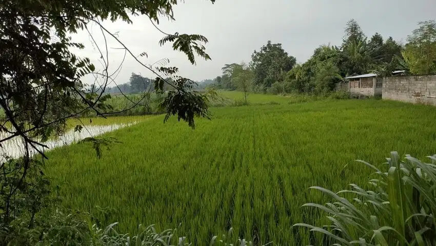 jual tanah mejono kec plemahan jln raya mejono rokhim sekoto