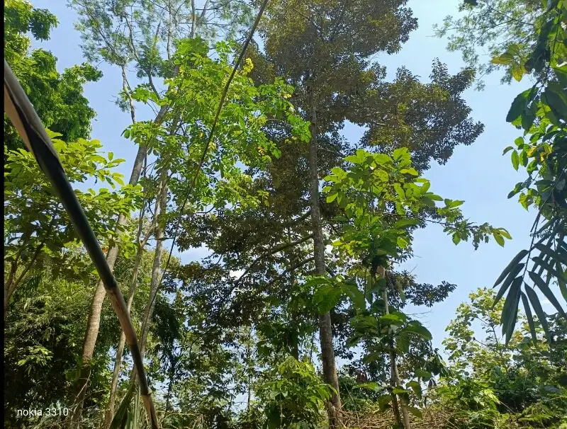 Kebun Durian Gunungronggo Tajinan Malang