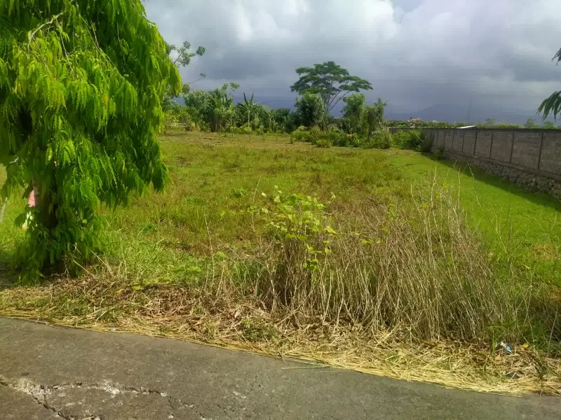 TANAH 3 ARE PINGGIR JALAN ASPAL DI LOLOAN TIMUR MERTASARI