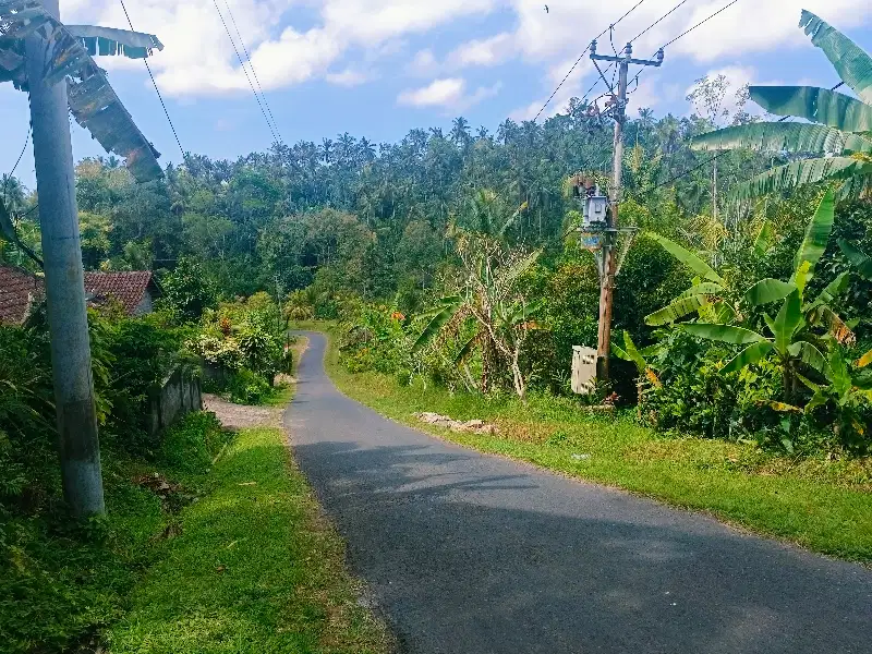 TANAH KEBUN 33 ARE  PINGGIR JALAN ASPAL DESA BERANGBANG JEMBRANA