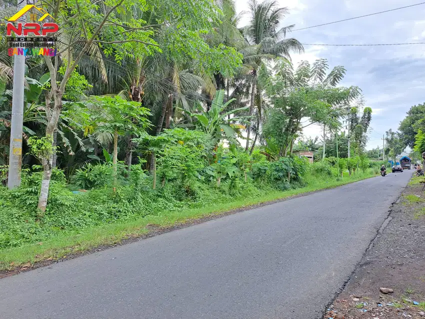 Dijual Tanah Kering Strategis 500 Meter dari Jl. Dadapan - Banyuwangi